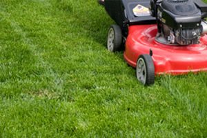 Garden Maintenance Dubai